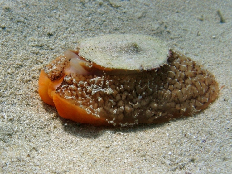 Umbraculum mediterraneum - a passeggio?